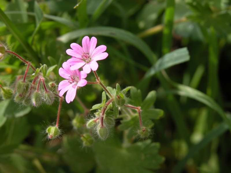 Geranium molle / Geranio molle